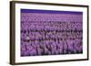 Hyacinth Flower Fields in Famous Lisse, Holland-Anna Miller-Framed Photographic Print