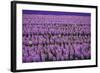 Hyacinth Flower Fields in Famous Lisse, Holland-Anna Miller-Framed Photographic Print