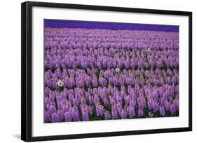 Hyacinth Flower Fields in Famous Lisse, Holland-Anna Miller-Framed Photographic Print