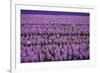 Hyacinth Flower Fields in Famous Lisse, Holland-Anna Miller-Framed Photographic Print