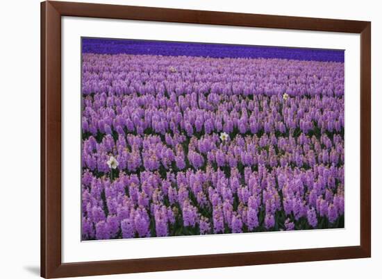 Hyacinth Flower Fields in Famous Lisse, Holland-Anna Miller-Framed Photographic Print