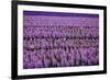 Hyacinth Flower Fields in Famous Lisse, Holland-Anna Miller-Framed Photographic Print