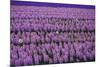 Hyacinth Flower Fields in Famous Lisse, Holland-Anna Miller-Mounted Photographic Print