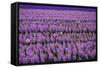 Hyacinth Flower Fields in Famous Lisse, Holland-Anna Miller-Framed Stretched Canvas