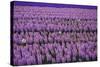 Hyacinth Flower Fields in Famous Lisse, Holland-Anna Miller-Stretched Canvas