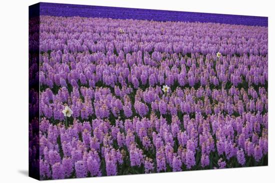 Hyacinth Flower Fields in Famous Lisse, Holland-Anna Miller-Stretched Canvas