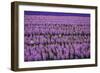 Hyacinth Flower Fields in Famous Lisse, Holland-Anna Miller-Framed Photographic Print