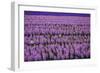 Hyacinth Flower Fields in Famous Lisse, Holland-Anna Miller-Framed Photographic Print