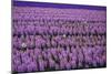 Hyacinth Flower Fields in Famous Lisse, Holland-Anna Miller-Mounted Photographic Print