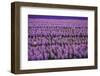 Hyacinth Flower Fields in Famous Lisse, Holland-Anna Miller-Framed Photographic Print