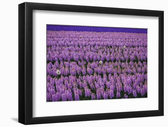 Hyacinth Flower Fields in Famous Lisse, Holland-Anna Miller-Framed Photographic Print