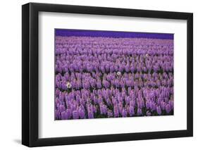 Hyacinth Flower Fields in Famous Lisse, Holland-Anna Miller-Framed Photographic Print