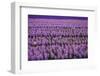 Hyacinth Flower Fields in Famous Lisse, Holland-Anna Miller-Framed Photographic Print