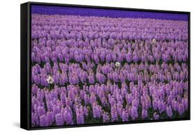 Hyacinth Flower Fields in Famous Lisse, Holland-Anna Miller-Framed Stretched Canvas