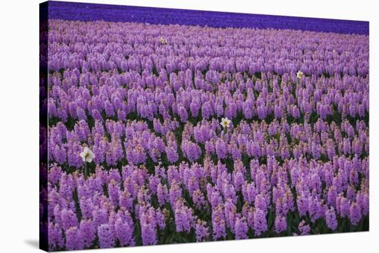 Hyacinth Flower Fields in Famous Lisse, Holland-Anna Miller-Stretched Canvas