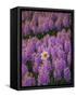 Hyacinth Flower Fields in Famous Lisse, Holland-Anna Miller-Framed Stretched Canvas