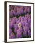 Hyacinth Flower Fields in Famous Lisse, Holland-Anna Miller-Framed Photographic Print