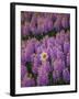 Hyacinth Flower Fields in Famous Lisse, Holland-Anna Miller-Framed Photographic Print