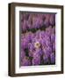 Hyacinth Flower Fields in Famous Lisse, Holland-Anna Miller-Framed Photographic Print