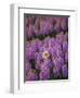 Hyacinth Flower Fields in Famous Lisse, Holland-Anna Miller-Framed Photographic Print