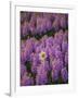 Hyacinth Flower Fields in Famous Lisse, Holland-Anna Miller-Framed Photographic Print