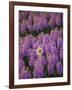 Hyacinth Flower Fields in Famous Lisse, Holland-Anna Miller-Framed Photographic Print