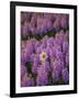 Hyacinth Flower Fields in Famous Lisse, Holland-Anna Miller-Framed Photographic Print