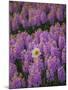 Hyacinth Flower Fields in Famous Lisse, Holland-Anna Miller-Mounted Photographic Print