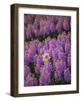 Hyacinth Flower Fields in Famous Lisse, Holland-Anna Miller-Framed Photographic Print