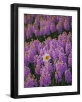 Hyacinth Flower Fields in Famous Lisse, Holland-Anna Miller-Framed Photographic Print