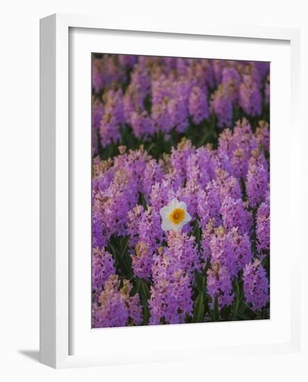 Hyacinth Flower Fields in Famous Lisse, Holland-Anna Miller-Framed Photographic Print