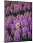 Hyacinth Flower Fields in Famous Lisse, Holland-Anna Miller-Mounted Photographic Print