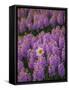 Hyacinth Flower Fields in Famous Lisse, Holland-Anna Miller-Framed Stretched Canvas