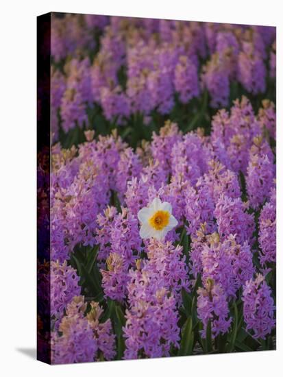 Hyacinth Flower Fields in Famous Lisse, Holland-Anna Miller-Stretched Canvas