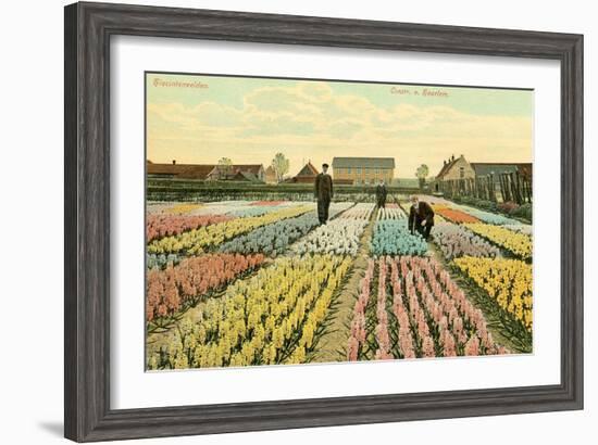 Hyacinth Garden, Haarlem, Holland-null-Framed Art Print