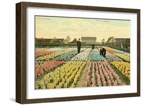 Hyacinth Garden, Haarlem, Holland-null-Framed Art Print