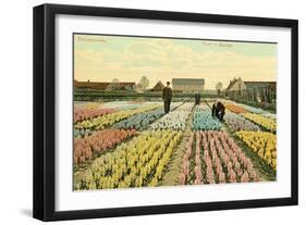 Hyacinth Garden, Haarlem, Holland-null-Framed Art Print