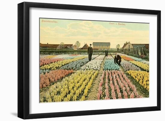 Hyacinth Garden, Haarlem, Holland-null-Framed Art Print