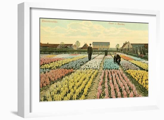 Hyacinth Garden, Haarlem, Holland-null-Framed Art Print