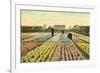 Hyacinth Garden, Haarlem, Holland-null-Framed Art Print