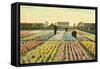Hyacinth Garden, Haarlem, Holland-null-Framed Stretched Canvas