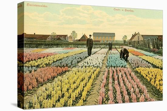 Hyacinth Garden, Haarlem, Holland-null-Stretched Canvas