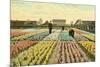 Hyacinth Garden, Haarlem, Holland-null-Mounted Premium Giclee Print