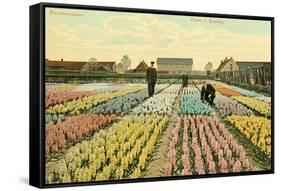 Hyacinth Garden, Haarlem, Holland-null-Framed Stretched Canvas