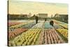 Hyacinth Garden, Haarlem, Holland-null-Stretched Canvas