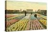 Hyacinth Garden, Haarlem, Holland-null-Stretched Canvas