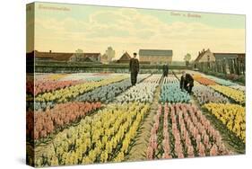 Hyacinth Garden, Haarlem, Holland-null-Stretched Canvas