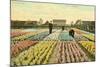 Hyacinth Garden, Haarlem, Holland-null-Mounted Art Print