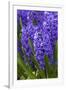 Hyacinth in bloom-Anna Miller-Framed Premium Photographic Print