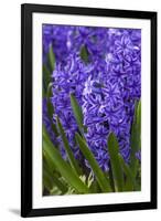 Hyacinth in bloom-Anna Miller-Framed Premium Photographic Print